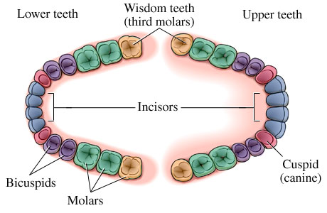 Location of wisdom teeth (third molars)