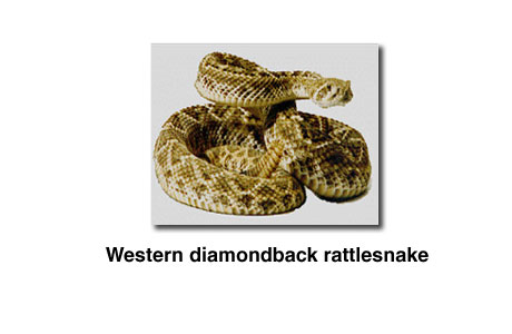 Photograph of a Western diamondback rattlesnake.