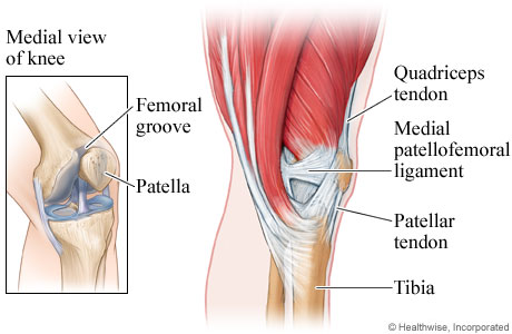 Knee muscles, ligaments, and tendons (inner-side view)