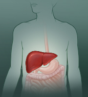 Location of the liver in the body