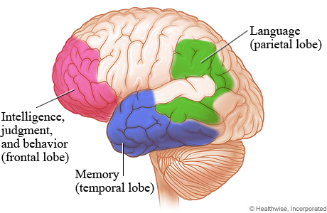 Areas in the brain affected by Alzheimer's and other dementias
