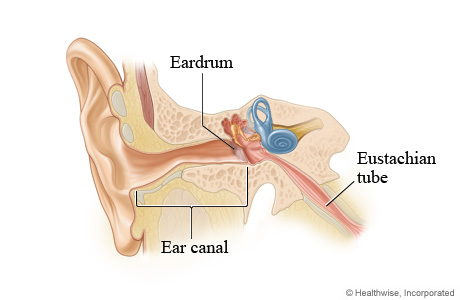 Picture of the ear canal