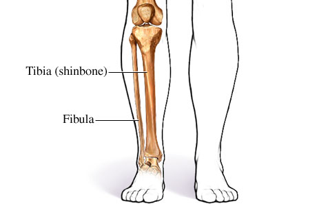Picture of the bones of the lower leg