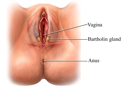 Bartholin glands and their location