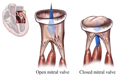 Picture of the normal function of the mitral valve