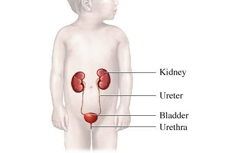 Urinary tract in a child