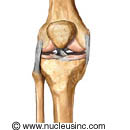 The bones and ligaments of the knee